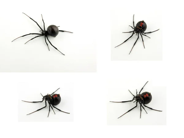 kara dul örümceği sayısı