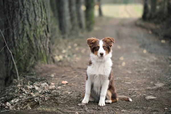 オーストラリアン シェパードの子犬 ロイヤリティフリーのストック写真