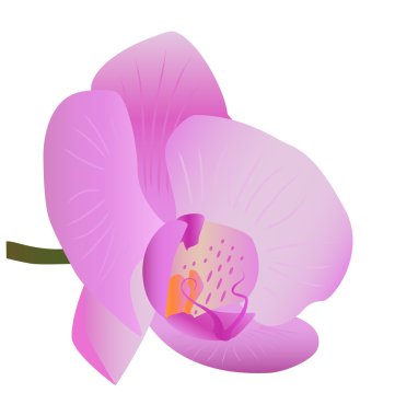 Tek orkide beyaz zemin üzerine izole