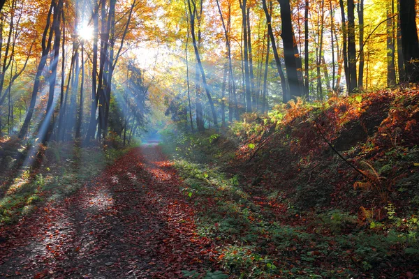 Autumnal forest and sun rays with mist, Poland , Ojcow, National Park. — Stock Photo, Image