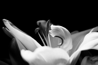 siyah beyaz fotoğraf. Zambak yaprakları