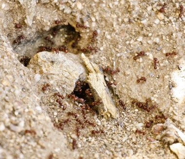 ant Hill karıncalar koloni