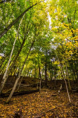yapraklı orman manzara
