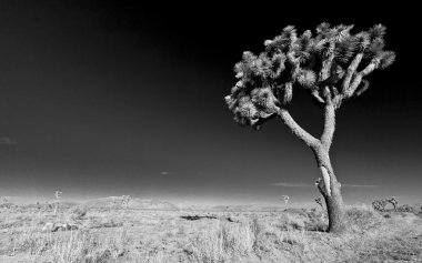 milli park içinde ağaç