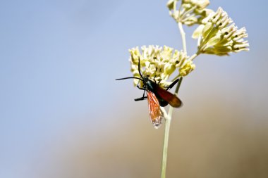 beyaz çiçek böcek
