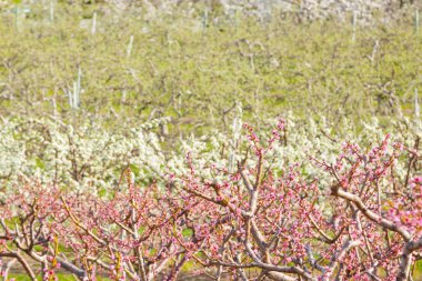 güzel orman manzara