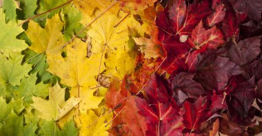 Parlak sonbahar yaprakları