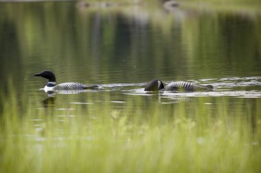 kuşlar dağ Gölü üzerinde