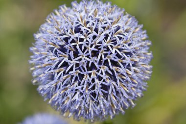 güzel Menekşe çiçek