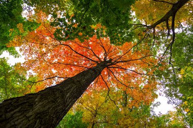 güzel orman manzara