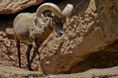 büyük boynuzları ile ram