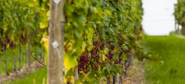 güzel orman manzara