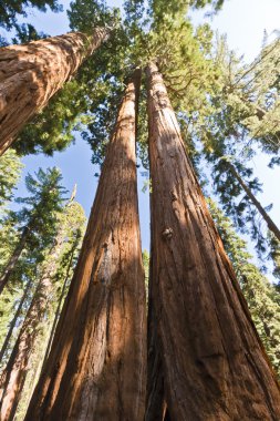 milli park içinde ağaçlar