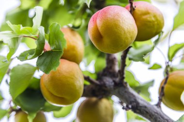 Şeftalilerin şeftali ağacı