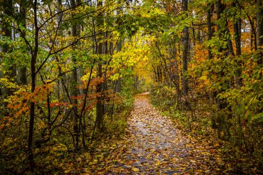 güzel orman manzara