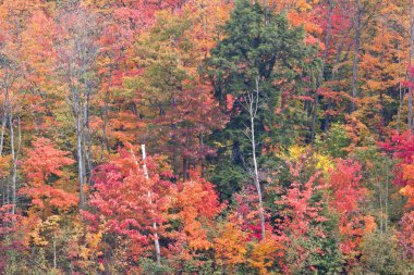 Güzel sonbahar ormanı