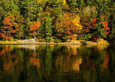 göl ve sonbaharda ağaçlar