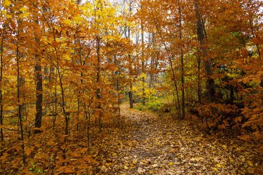 güzel orman manzara