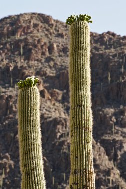 Çölde büyüyen kaktüs