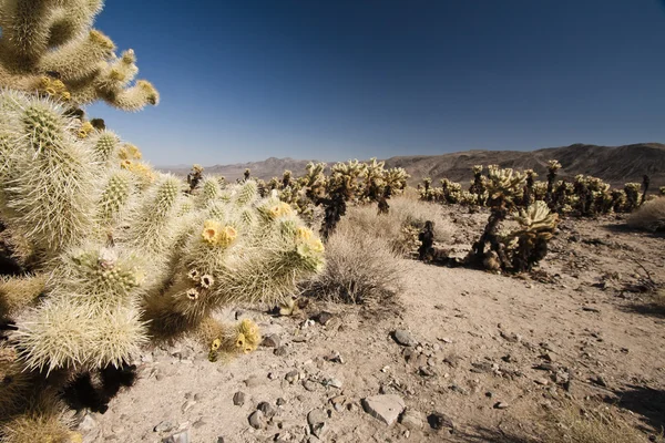 Rostliny v Colorado Desert — Stock fotografie