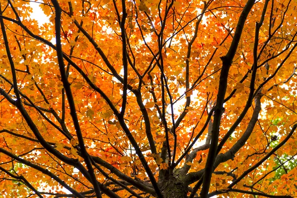 tree with orange leaves