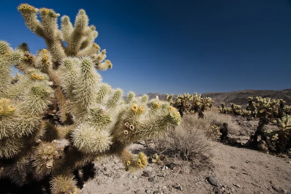 Rostliny v Colorado Desert — Stock fotografie