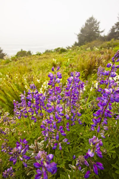 Beautiful violet flowers — Stock Photo, Image