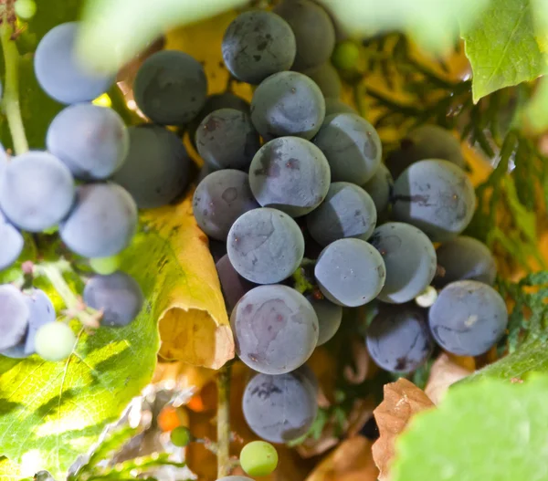 Rijpe druiven groeien — Stockfoto