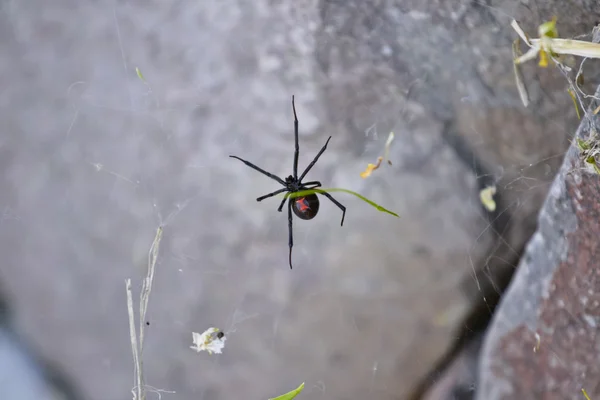 Aranha no desfiladeiro sabino — Fotografia de Stock