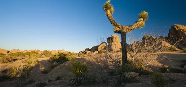 Flora v Colorado Desert — Stock fotografie