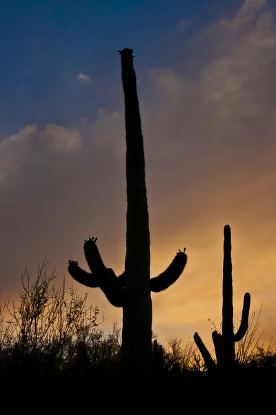 Kakteen wachsen in der Wüste — Stockfoto