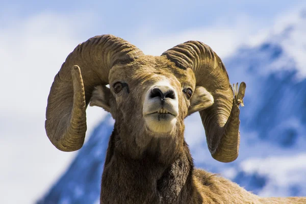 Grande carneiro selvagem — Fotografia de Stock