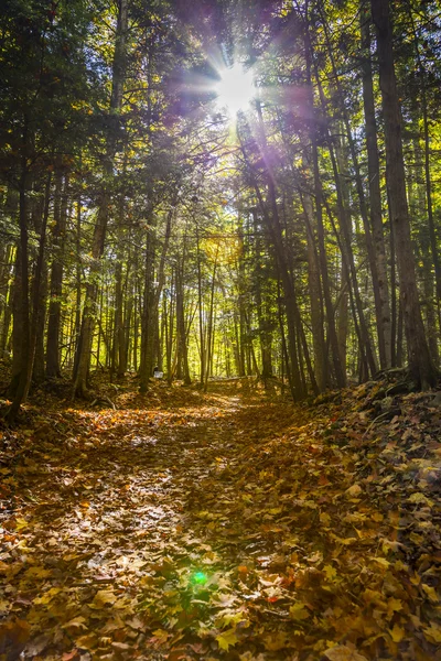 Landscape beautiful forest — Stock Photo, Image