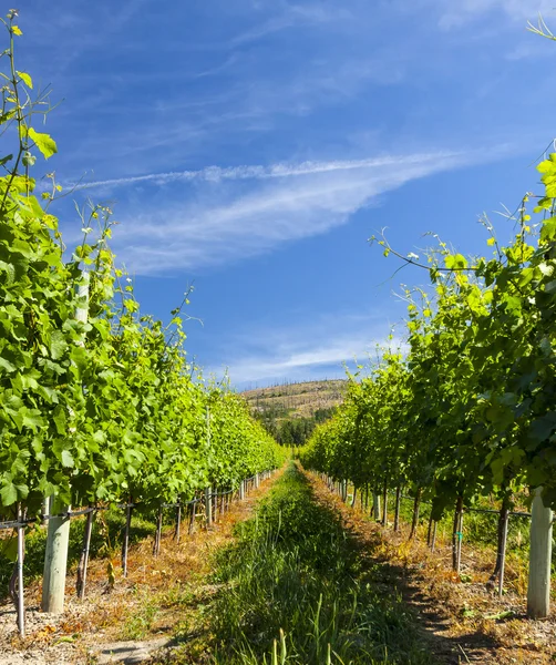Vinstockar i vingården på vacker dag — Stockfoto