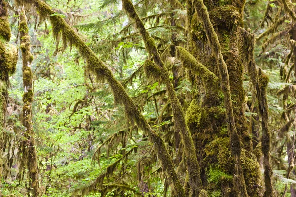 A táj gyönyörű erdő — Stock Fotó