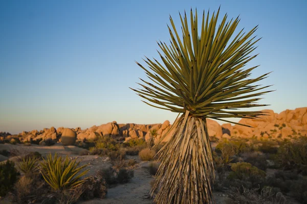 Flora v Colorado Desert — Stock fotografie
