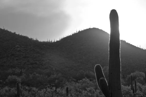 Malebná Krajina Hory Kaktusy Frontě — Stock fotografie
