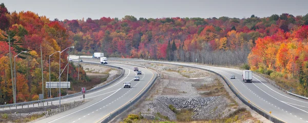 가을 삼 림을 지나는 도로 — 스톡 사진