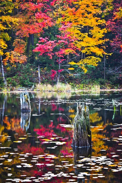 Lago e árvores de outono — Fotografia de Stock