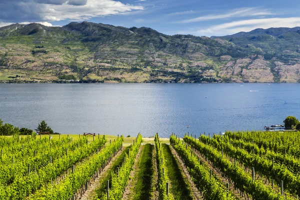 Виноградник и красивое озеро — стоковое фото
