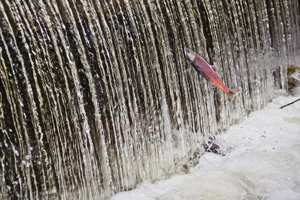 Salmon Jumping Up Stream