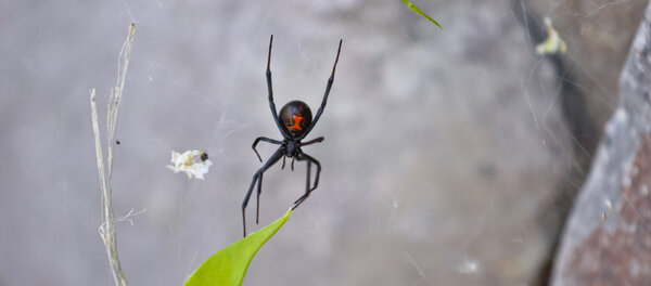 паук в каньоне Сабино
