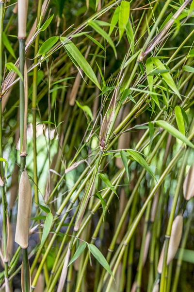 Fundo Textura Bambu Fresco — Fotografia de Stock