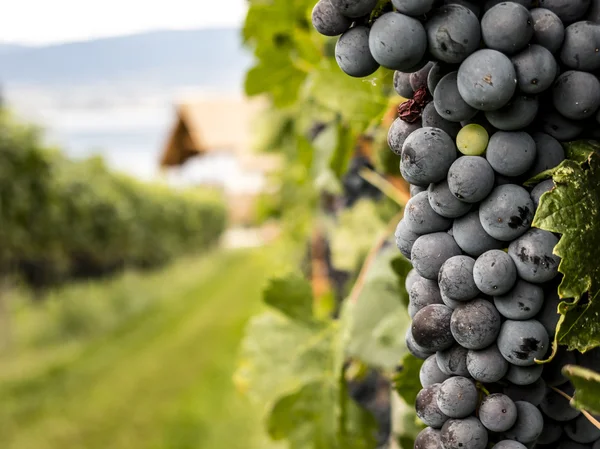 Dojrzałych winogron rośnie — Zdjęcie stockowe