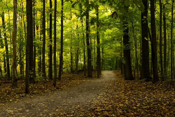 Landscape beautiful forest — Stock Photo, Image