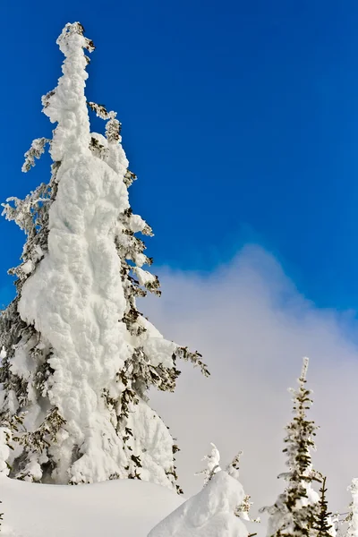 Árvore Coberta Neve Com Céu Azul — Fotografia de Stock