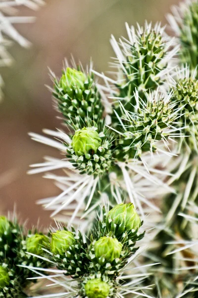 Green cactus in desert — Stock Photo, Image