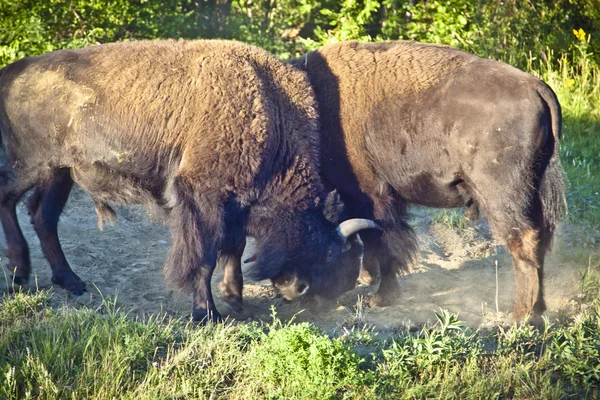 Battaglia di due bisonti — Foto Stock