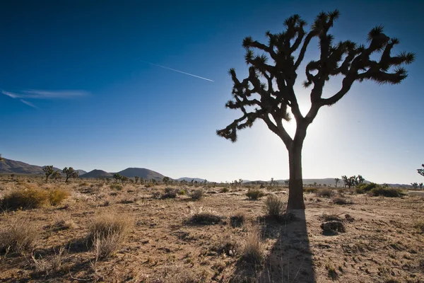 Baum im Nationalpark — Stockfoto