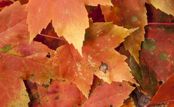 fallen autumn leaves background